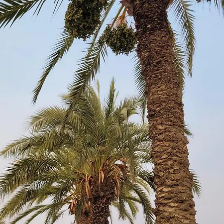 Διαμέρισμα Casa Isabela Τορεβιέχα